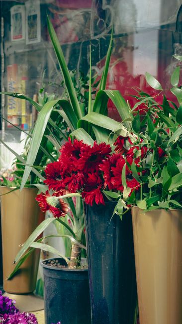 A tall, elegant floral arrangement featuring vibrant red gerbera daisies at the center, surrounded by lush green foliage and long, arching leaves arranged in a sleek, dark blue vase. The bouquet is di