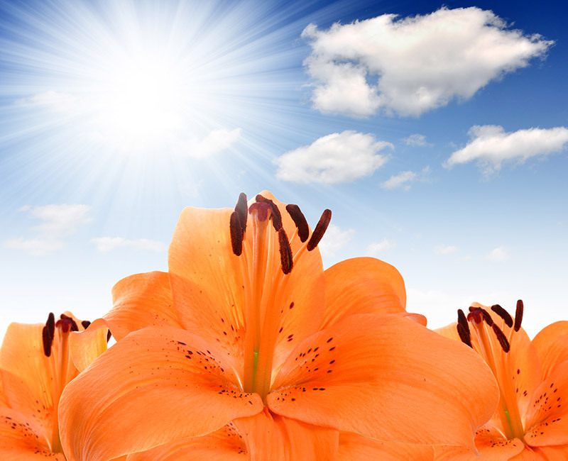 roses flowers / durable flowers