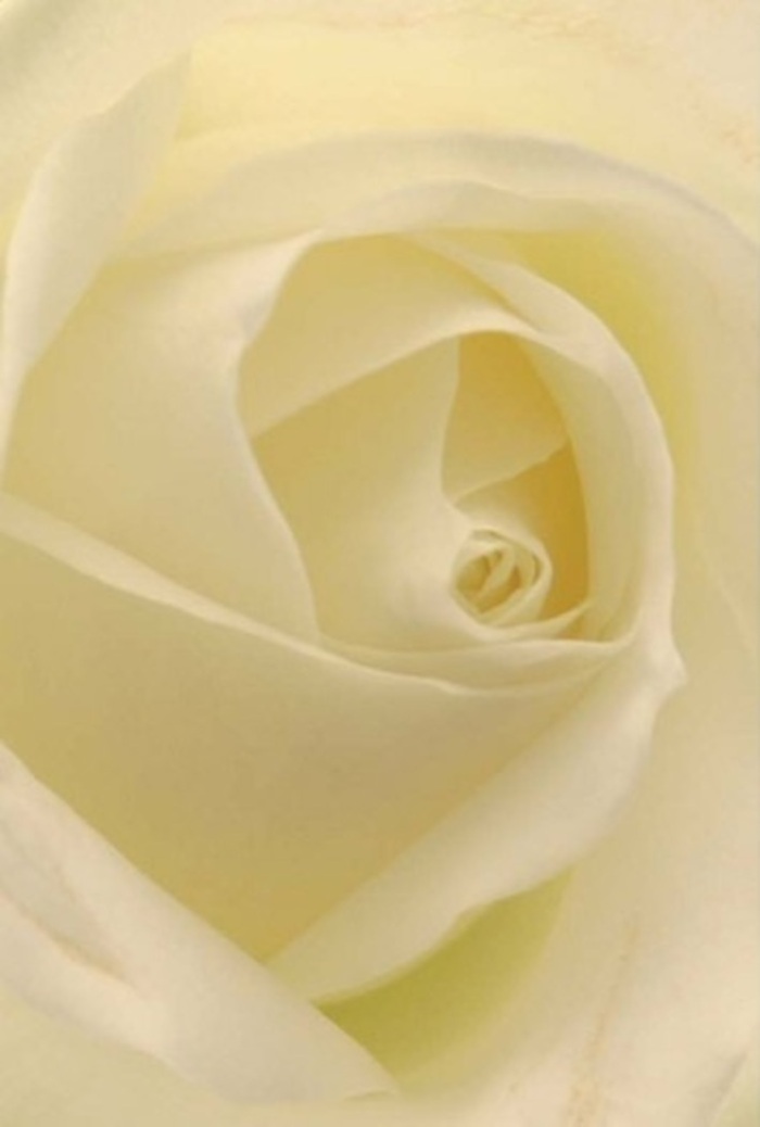 Viewing this classic white rose up close reveals a world of sophistication and tranquility-qualities cherished by our community here in Bexleyheath. Each petal, flawlessly arranged, radiates out from a refined, spiraled core, its shades shifting from luminous white to creamy undertones that glow softly in natural light. The effect is much like witnessing dawn's gentle arrival over the rooftops around Market Place: soothing, hopeful, and filled with wonder. Shadows gather delicately within each fold, granting the bloom a sense of intricate depth, while the outermost petals-thin, almost glimmering-remind the viewer of daylight filtering through a Bexleyheath window. As a florist here, I see this rose as a perfect offering for deeply personal moments: a heartfelt apology, a romantic overture, or an elegant tribute for life's milestones. Its serene presence is matched by a subtle, clean fragrance-a breath of calm amid the bustle of town life. The rose's pure symmetry and nuanced palette speak of resilience and understated power, echoing the enduring relationships and gentle gestures that define our neighbourhood. Arrangements like this, created at Bexleyheath Flowers, are chosen not only for their beauty but for their ability to evoke genuine emotion, connecting friends and families across every heartfelt occasion.